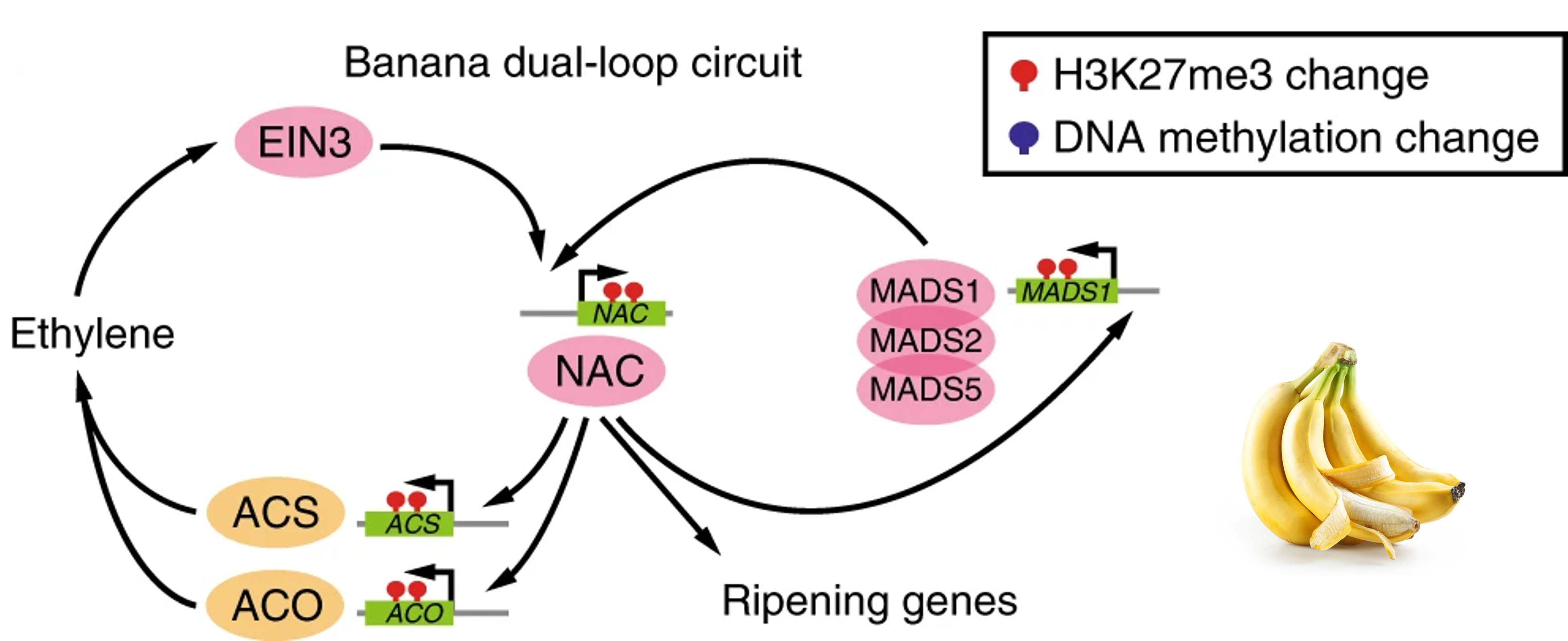 Omics Diagram